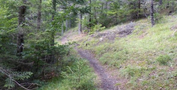Forêt de Fontbelle