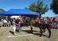 Démonstration cheval