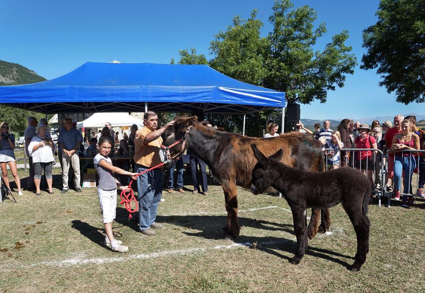 Démonstration cheval