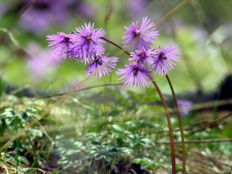 Fleur