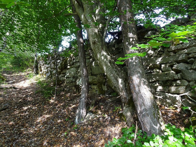 Forêt