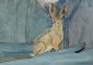 Exposition “Les animaux, la nuit”