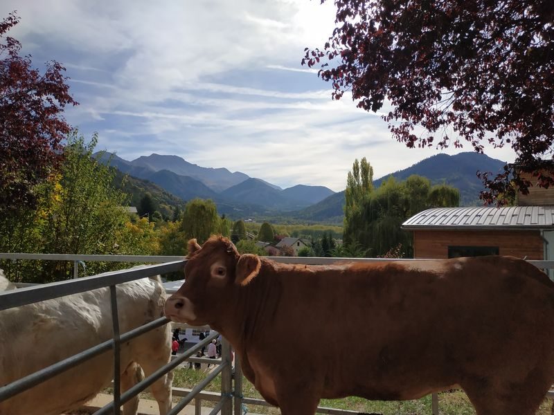 Foire agricole de Seyne