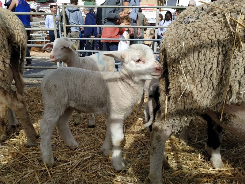 Foire agricole de Seyne