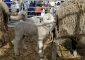 Foire agricole de Seyne
