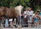 Foire agricole de Seyne