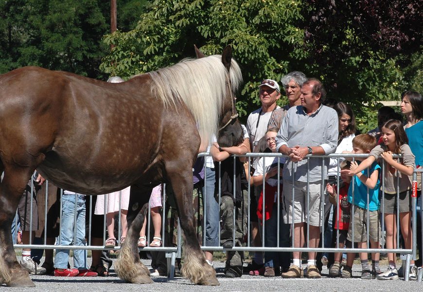 Foire agricole de Seyne