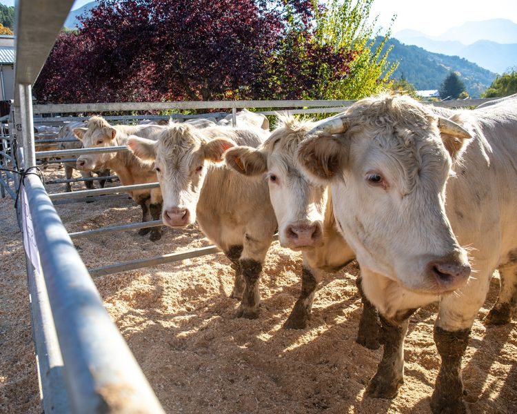 Foire agricole de Seyne