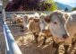 Foire agricole de Seyne