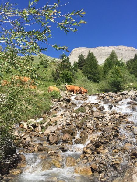 Torrent de la Blanche