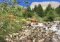 Torrent de la Blanche