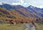 ferme_de_Bernardez