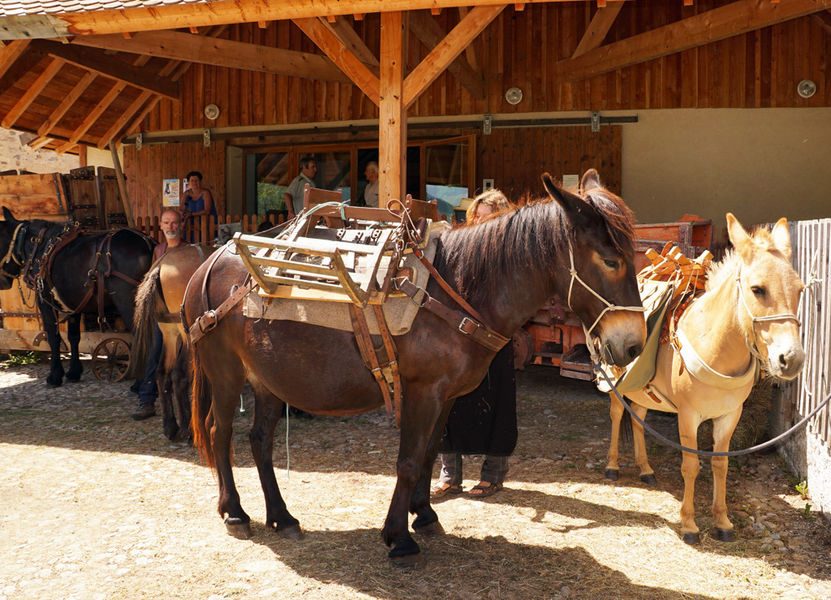 Cheval attelé