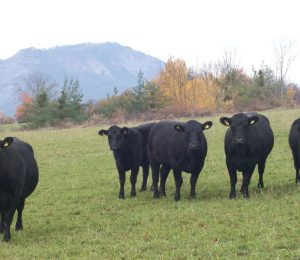 Ferme des Pélissones