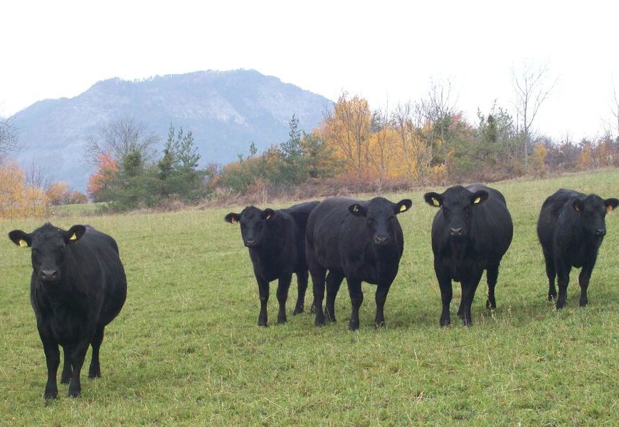 Ferme des Pélissones